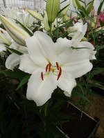 [4291 Mandaro VWS No02.JPG]